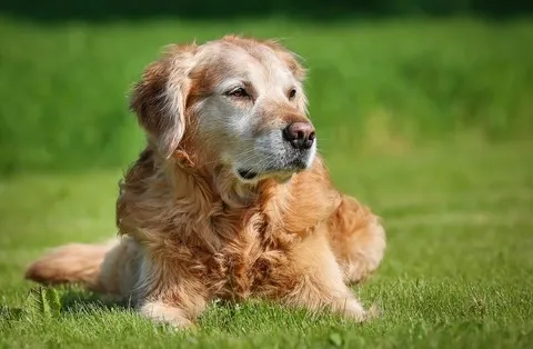 Jak długo żyją golden retrievery?