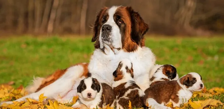 Hvor lenge lever Saint Bernards?