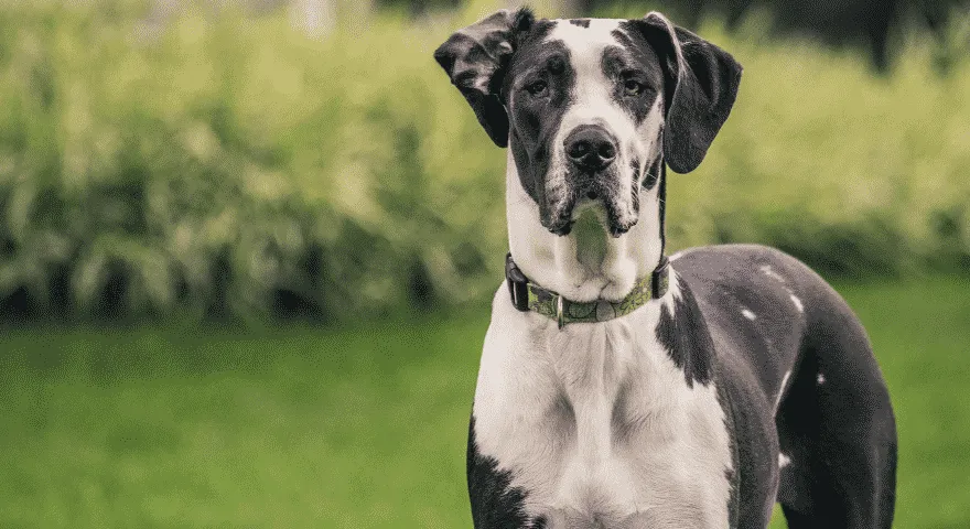 Grand danois hunderaser bjeffer minst