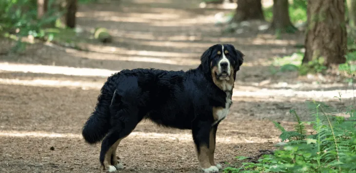 Hvilken hunderaser bjeffer minst