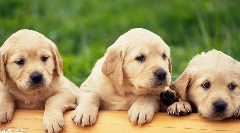 Przegląd cen szczeniąt