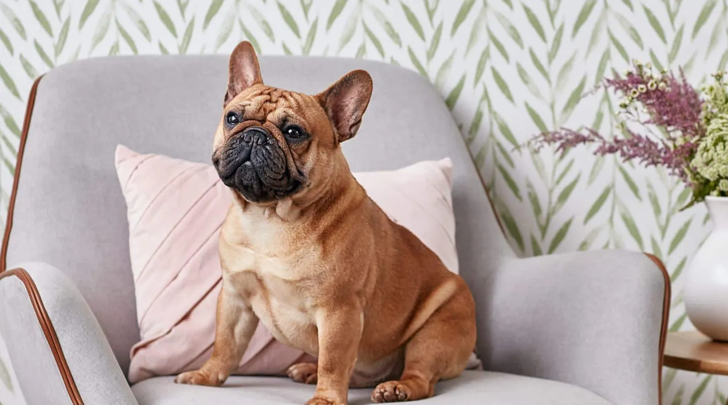 Przegląd cen szczeniąt