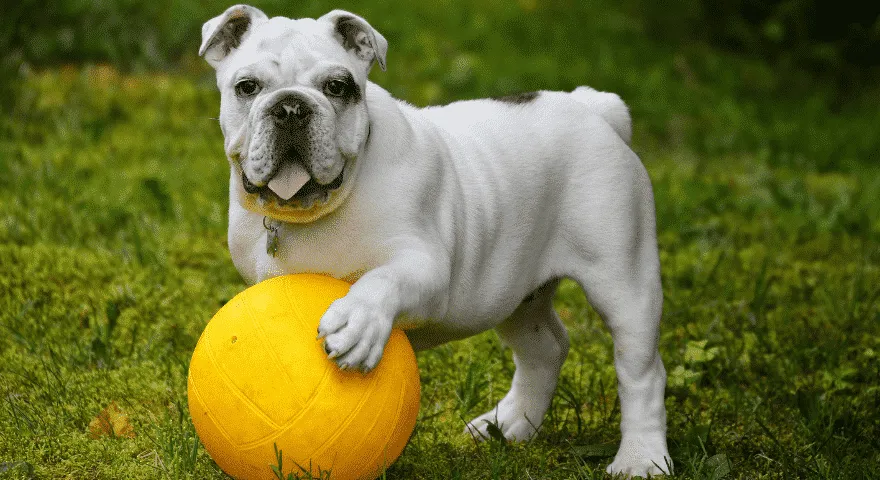 Buldog angielski bez ogona