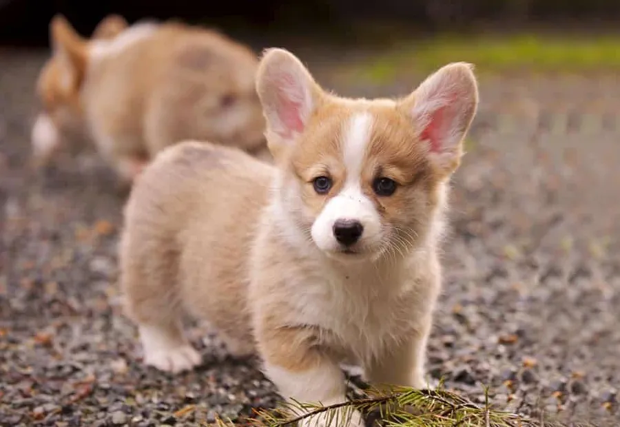 Pembroke Welsh Corgi