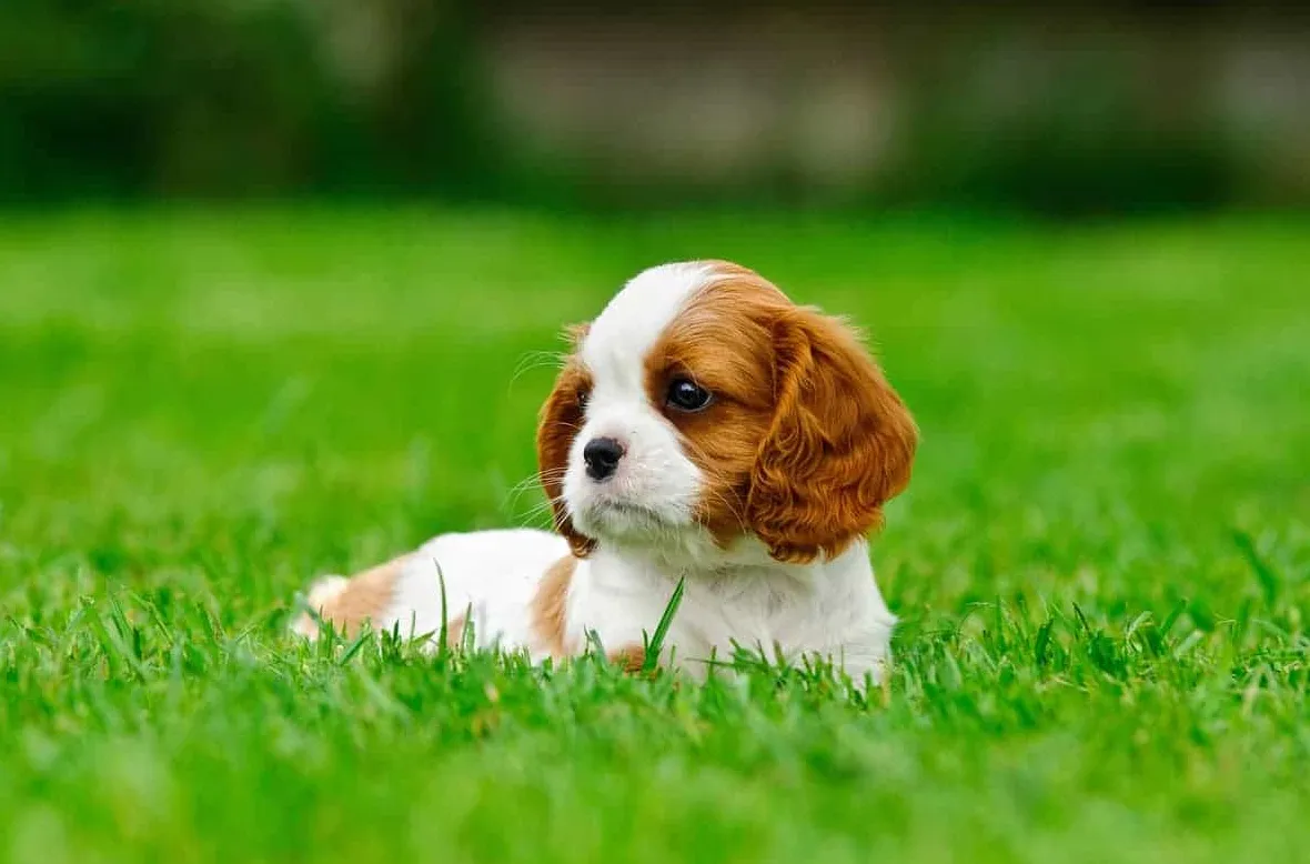 Cavalier King Charles Spaniel