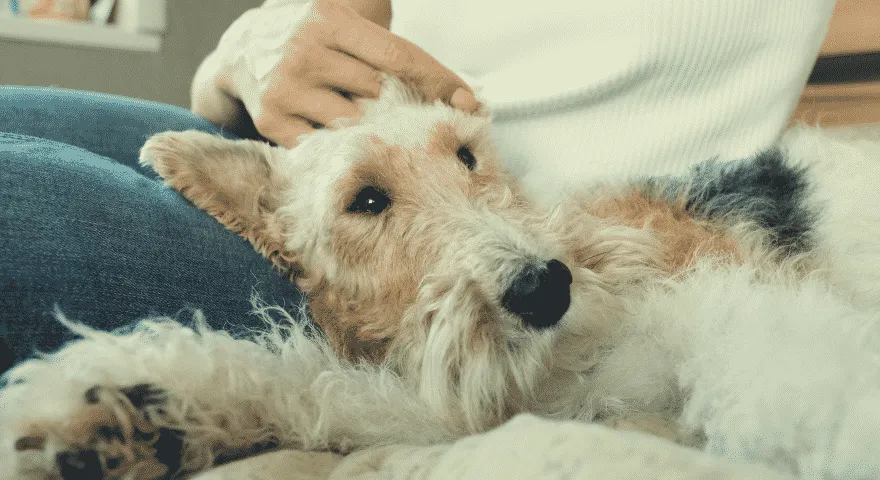 Fox Terrier