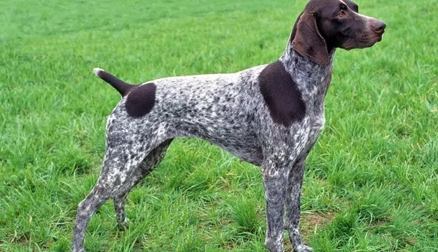 Pointer tedeschi a pelo corto