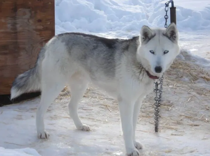 Pies Kugsha rasy jak wilk