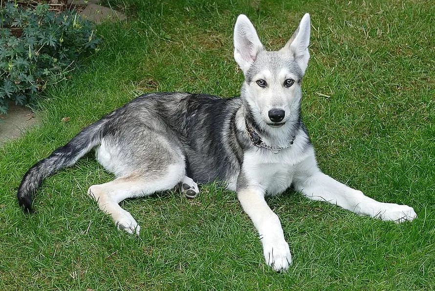 Saarloos Wolfdog rasa przypomina wilka