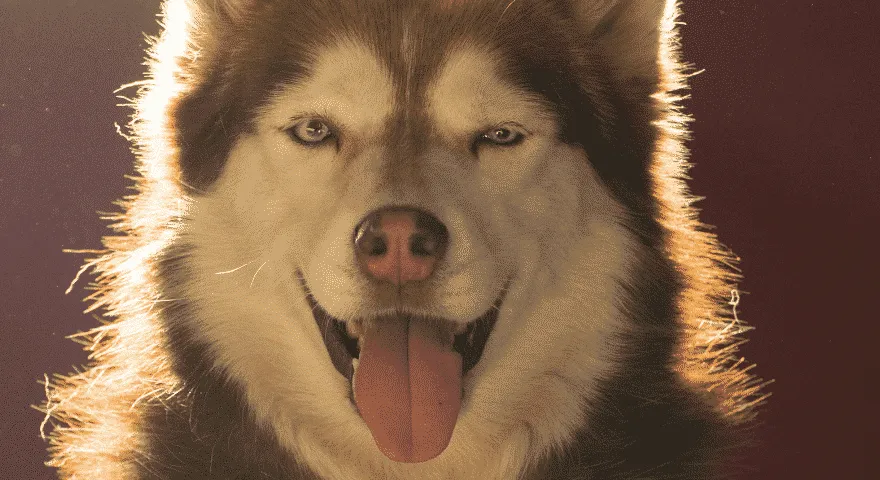 husky syberyjski