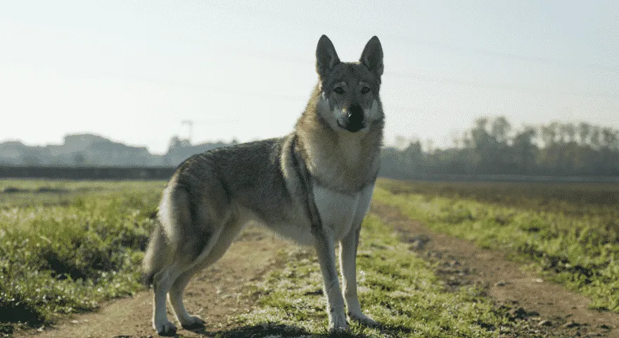 Czechosłowacki wilczak rasy psów jak wilk