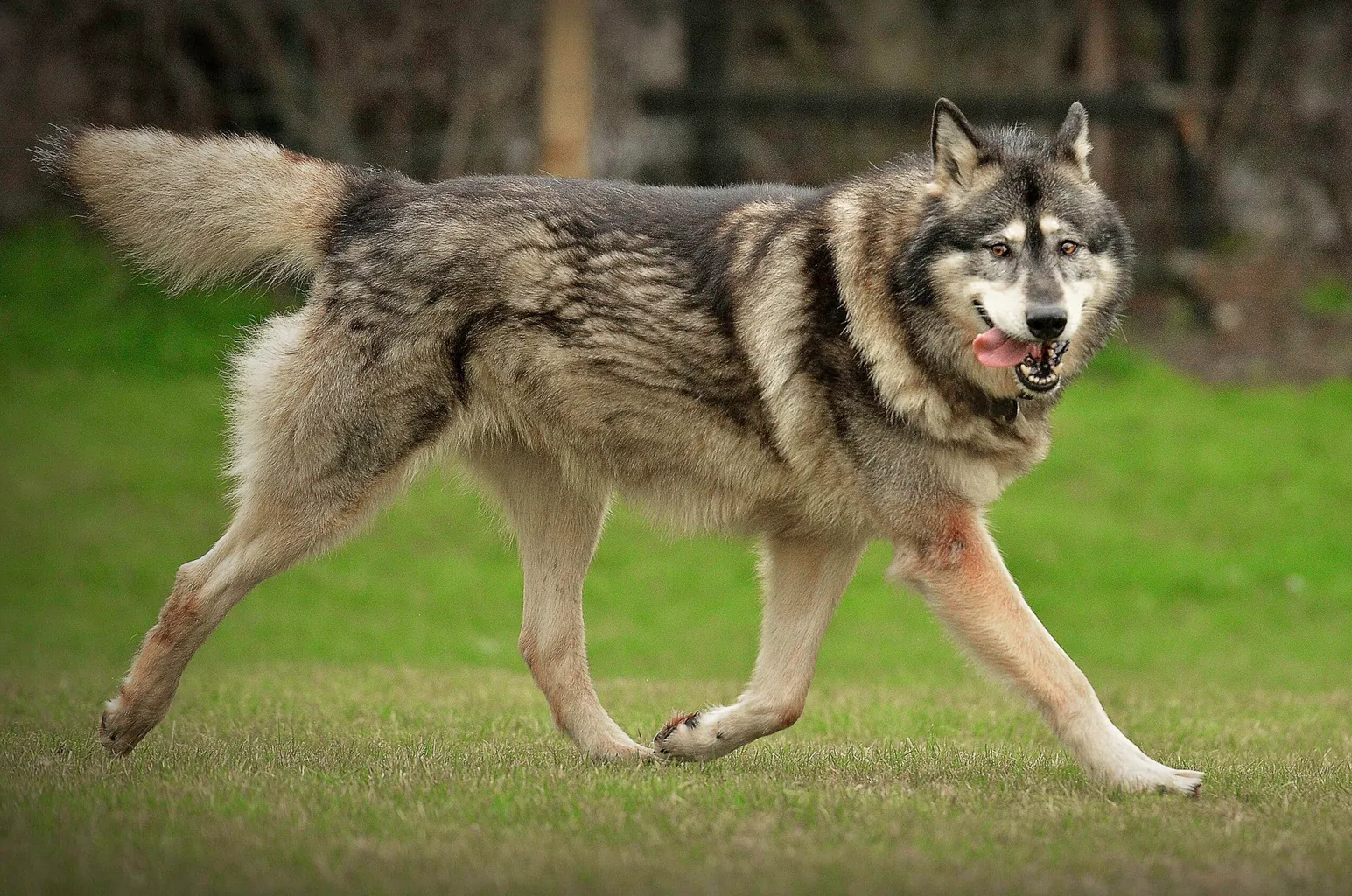 Rasa psów rasy Northern Inuit Dog