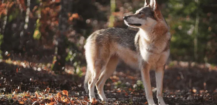 8 ras psów takich jak wilk
