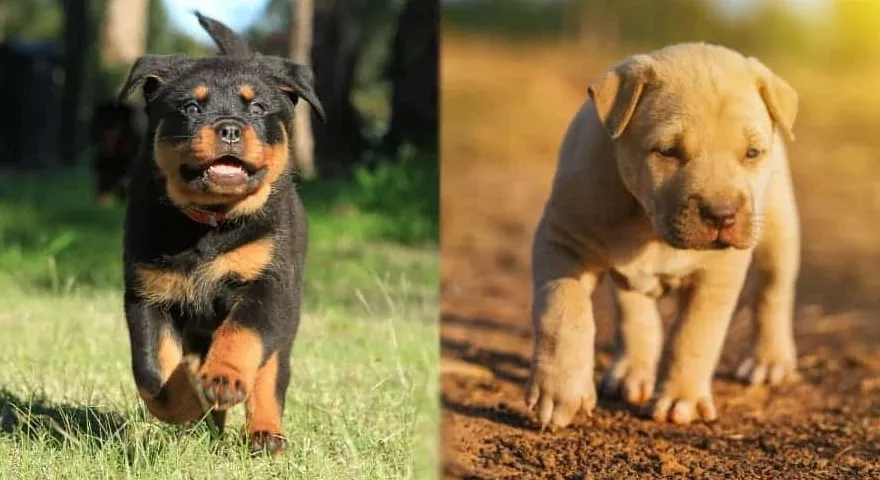 Rottweiler kontra Pitbull: podobieństwa i różnice