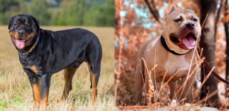 ロットワイラーとピットブル: 類似点と相違点