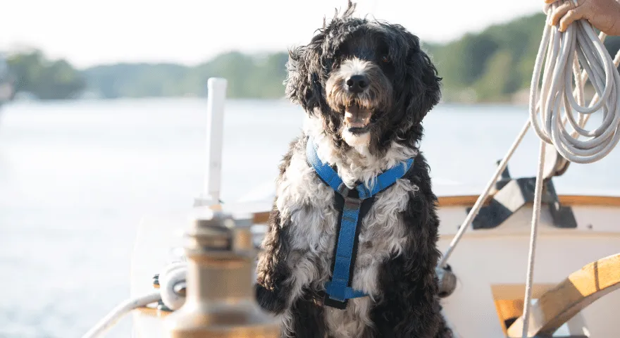 Portugalski pies wodny