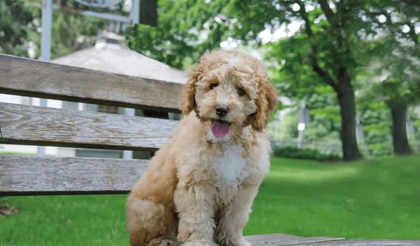 Miniaturowy Labradoodle