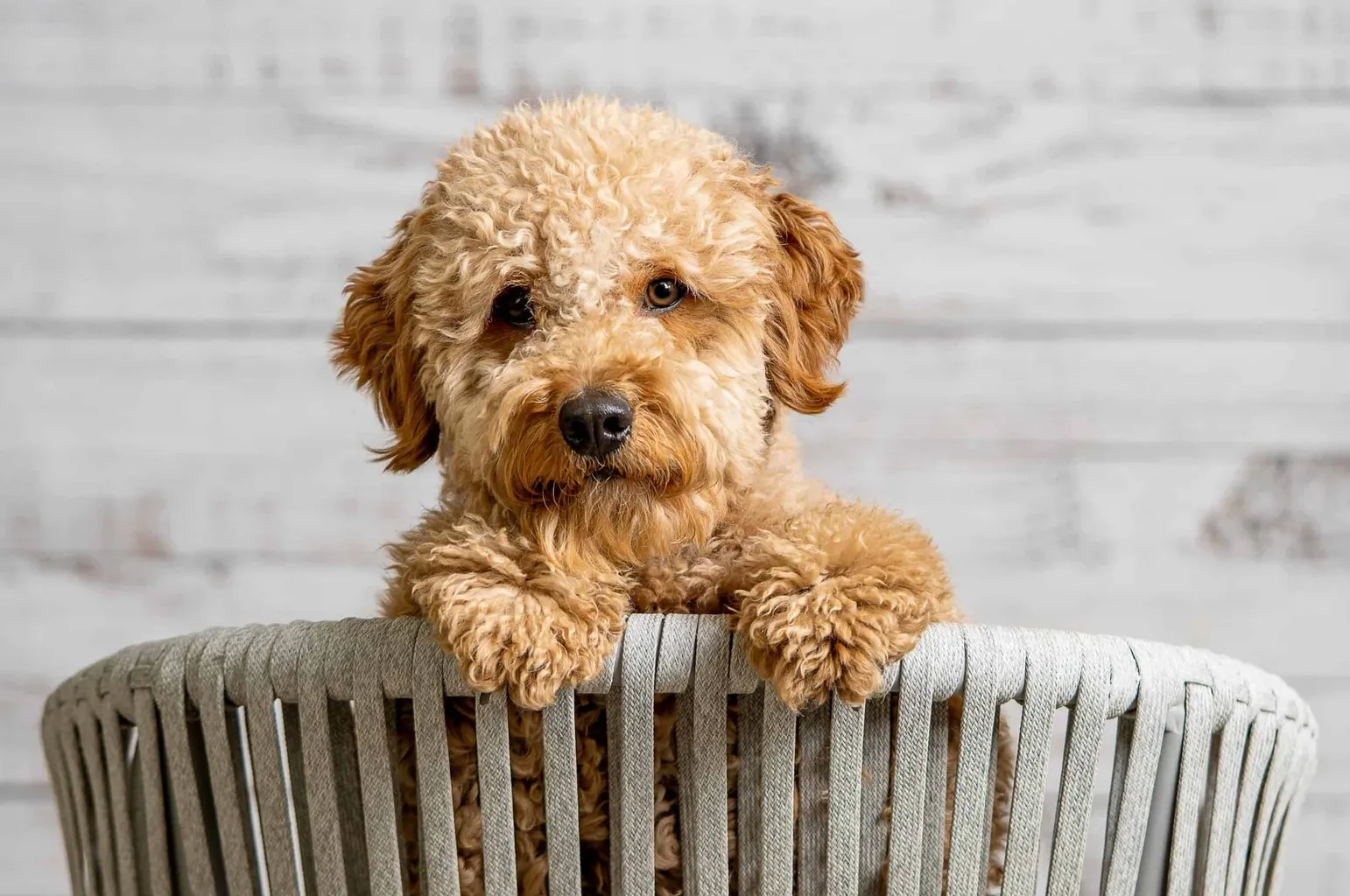 Miniaturowy Goldendoodle