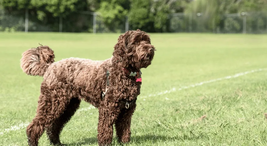 Rasa psa Labradoodle