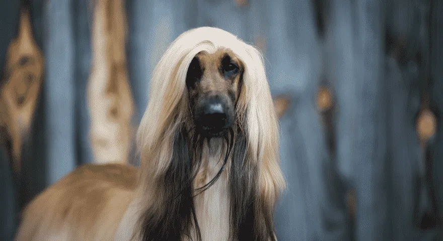 Chart afgański ma długie uszy