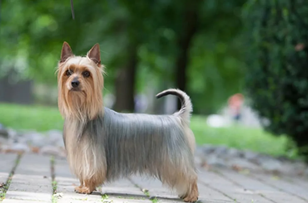 Australijski Silky Terrier