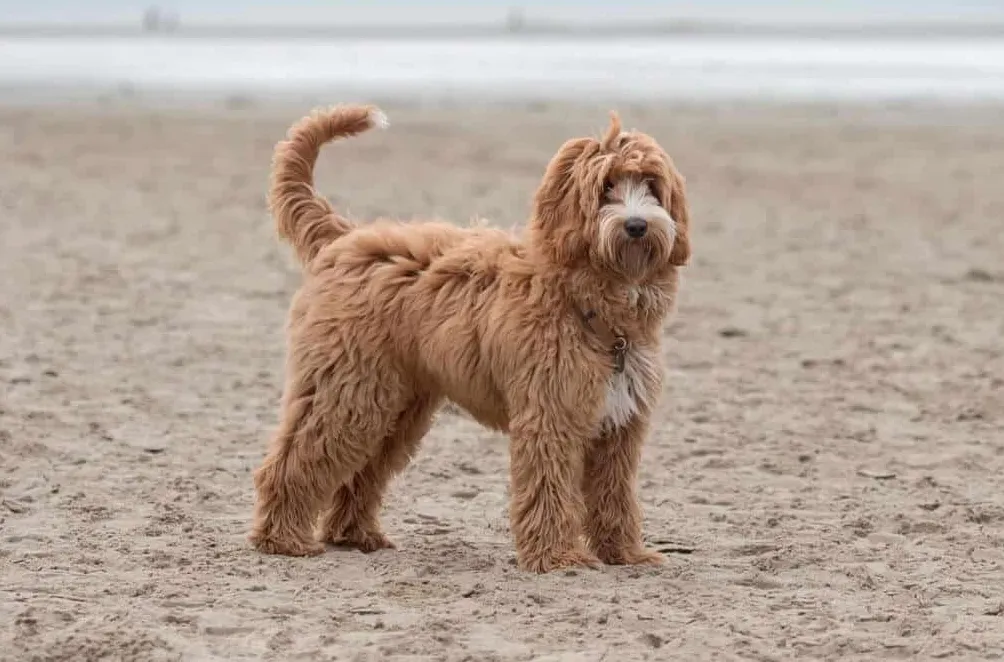 Australijski Labradoodle