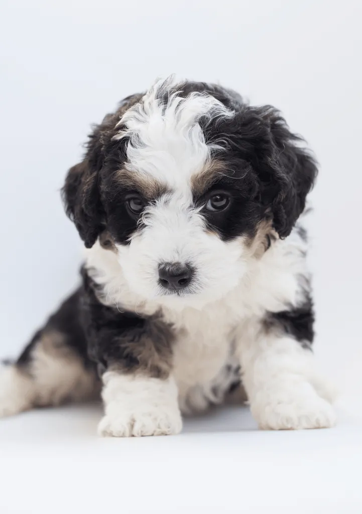 Bernedoodle Pies Rasy Hipoalergiczny