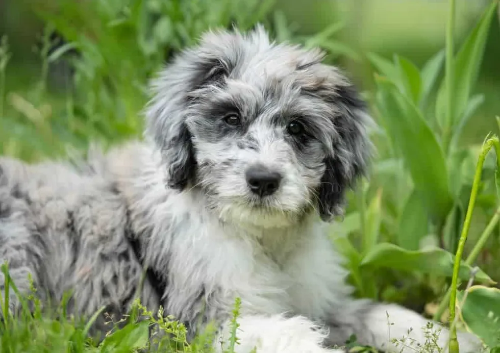 Aussiedoodle