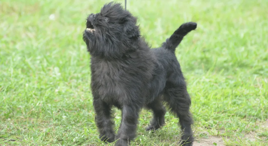 brzydka rasa psa affenpincher