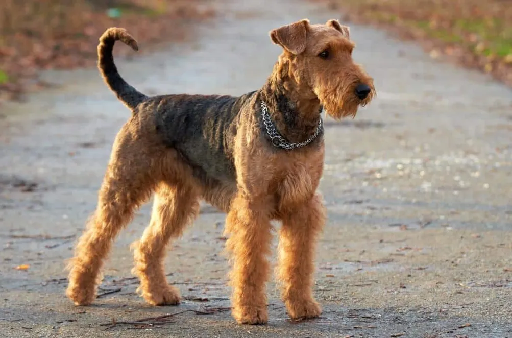 Airedale Terrier