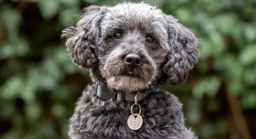 Rasa psa hipoalergiczna