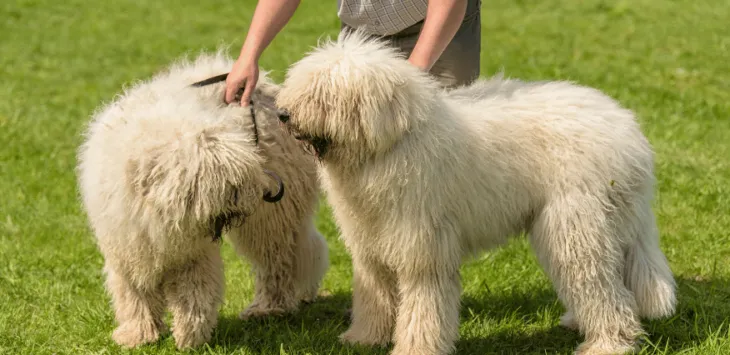 Hipoalergiczny 30 ras psów