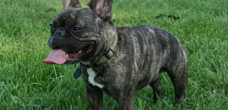 Vai franču buldogi ir bīstami?