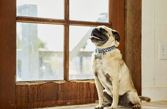 10 dobrych ras psów do mieszkań' title='10 dobrych ras psów do mieszkań