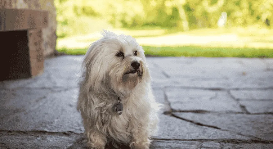 Hawańskie dobre rasy psów do mieszkań' title='10 dobrych ras psów do mieszkań