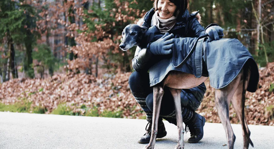 Greyhound to dobre rasy psów do mieszkań' title='10 dobrych ras psów do mieszkań