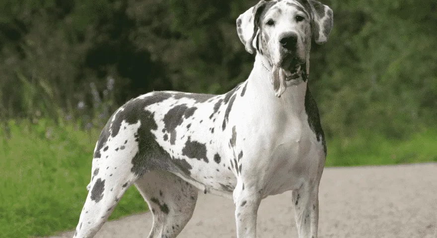 10 dobrych ras psów do mieszkań' title='10 dobrych ras psów do mieszkań