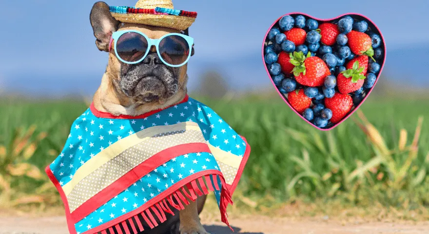 Problemy zdrowotne buldogów francuskich' title='10 dobrych ras psów do mieszkań