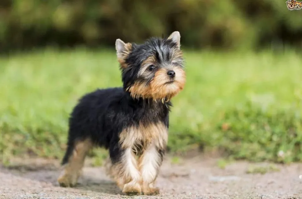Yorkshire Terrier' title='10 dobrych ras psów do mieszkań