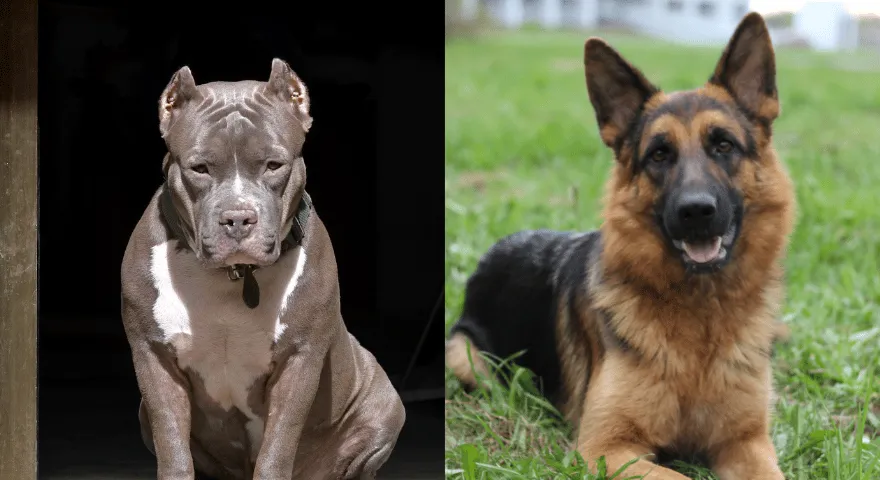 Walka owczarka niemieckiego i pitbulla' title='Co by było, gdyby owczarek niemiecki i pitbull walczyły?