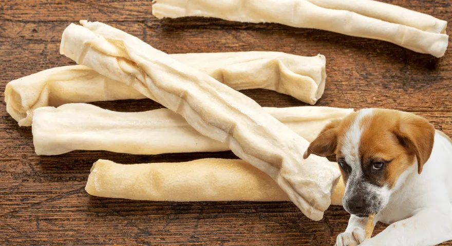 ¿Pueden los perros realmente digerir el cuero crudo?