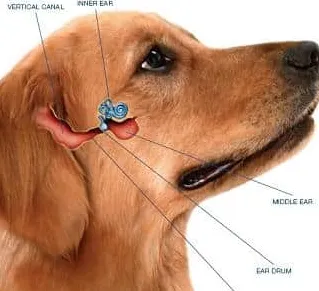 Olejki eteryczne na infekcję ucha psa