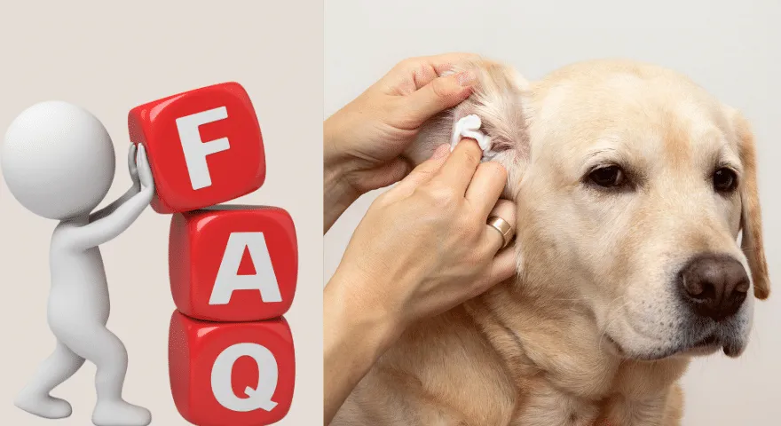 Olejki eteryczne na infekcję ucha psa