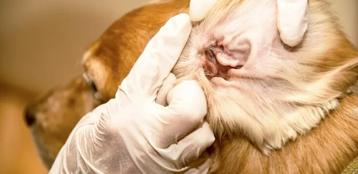 Huiles essentielles pour l’infection de l’oreille du chien
