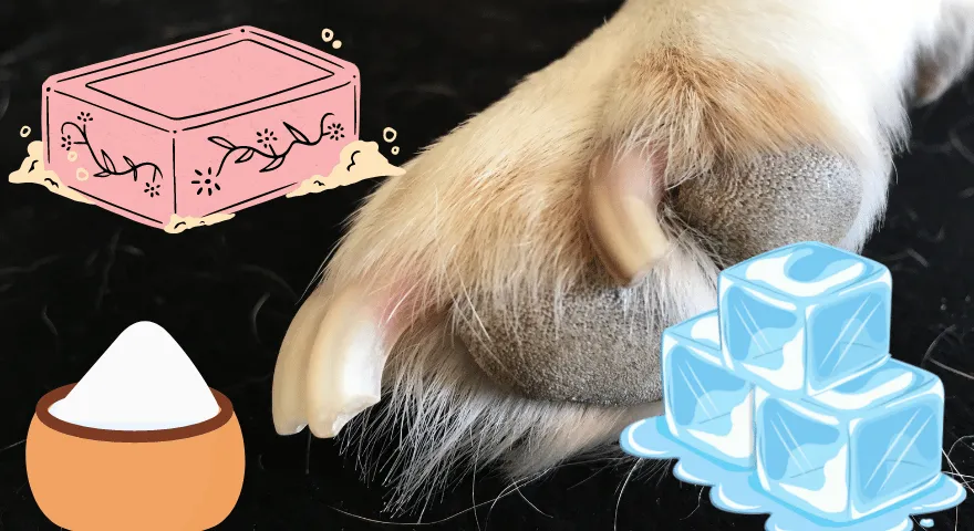 Com aturar el sagnat de les ungles dels gossos amb remeis senzills