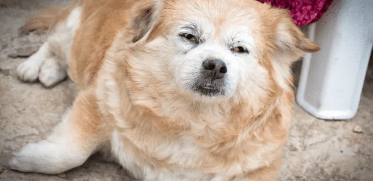 Cómo detener el sangrado de las uñas de los perros con remedios sencillos