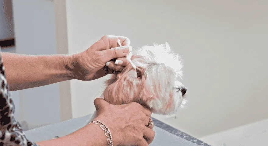 Com que frequência os cães tomam banho e limpam as orelhas dos cães