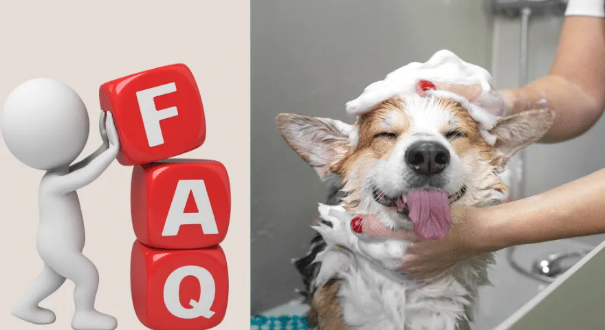 Perguntas frequentes relacionadas ao banho de cães e limpeza de ouvidos