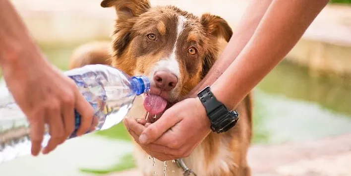 ¿Cuánto tiempo puede pasar un perro sin agua?
