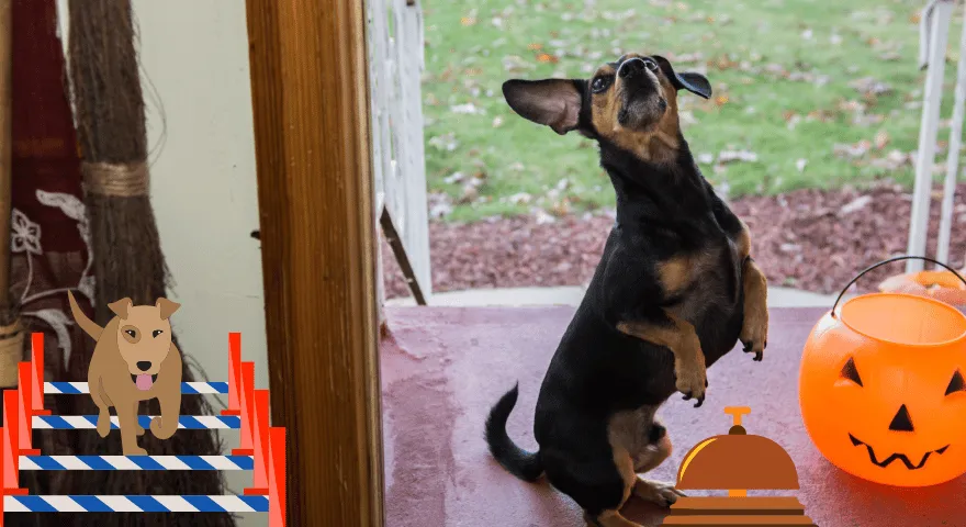 Psychologické triky, které fungují na psy